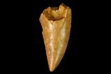 Serrated, Raptor Tooth - Real Dinosaur Tooth #152465-1